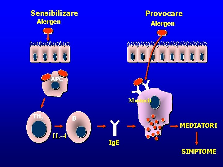 Sensibilizare Provocare Alergen APC Mastocit TH 2 B IL-4 MEDIATORI Ig. E SIMPTOME 