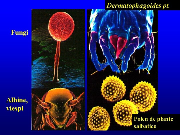 Dermatophagoides pt. Fungi Albine, viespi Polen de plante salbatice 