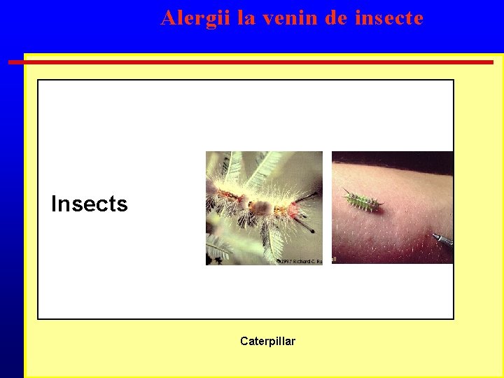 Alergii la venin de insecte Insects Caterpillar 