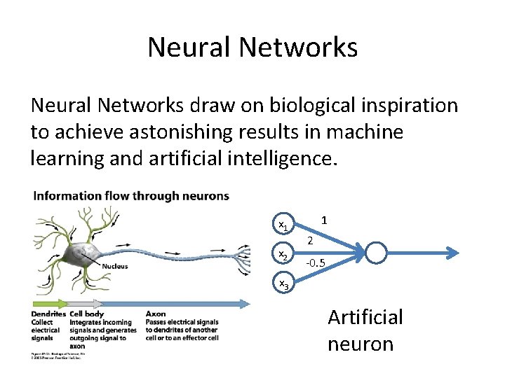Neural Networks draw on biological inspiration to achieve astonishing results in machine learning and