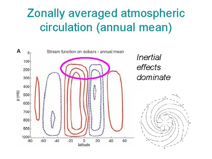 Zonally averaged atmospheric circulation (annual mean) Inertial effects dominate Zonally averaged atmospheric circulation (annual mean) Inertial effects dominate