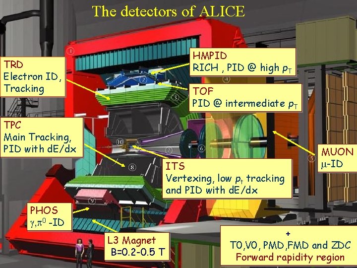 The detectors of ALICE TRD Electron ID, Tracking pioni HMPID RICH , PID @