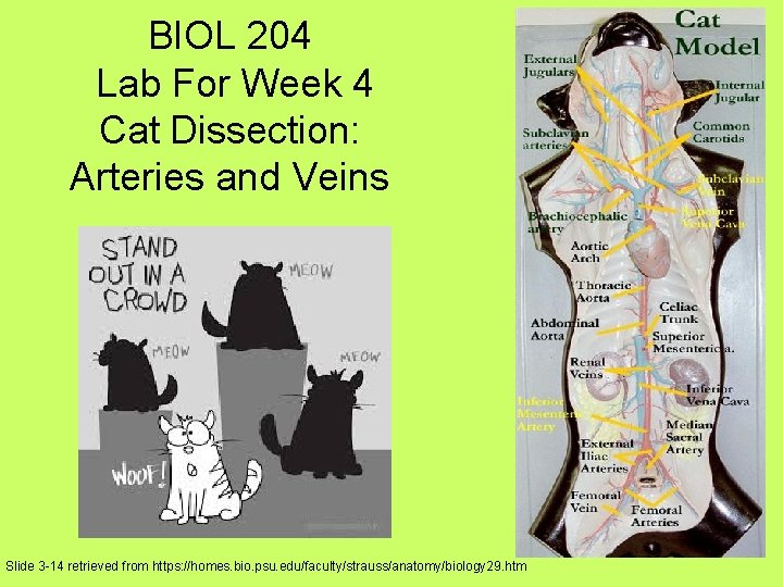 BIOL 204 Lab For Week 4 Cat Dissection: Arteries and Veins Slide 3 -14