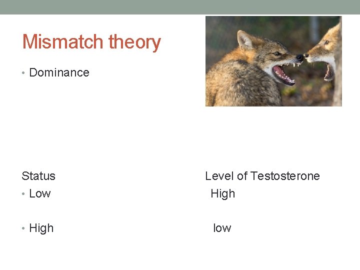 Mismatch theory • Dominance Status • Low • High Level of Testosterone High low