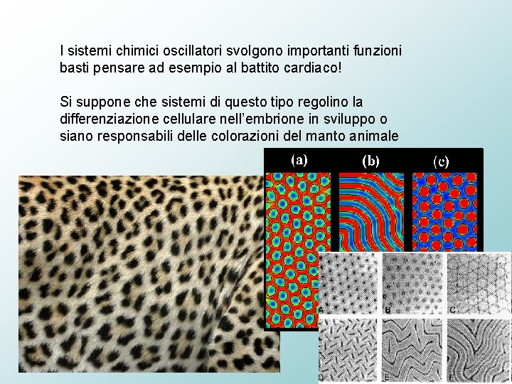 I sistemi chimici oscillatori svolgono importanti funzioni basti pensare ad esempio al battito cardiaco!