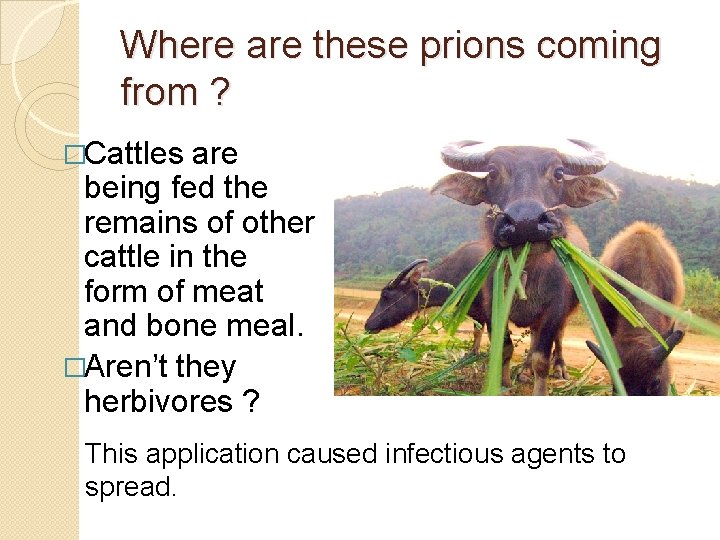 Where are these prions coming from ? �Cattles are being fed the remains of