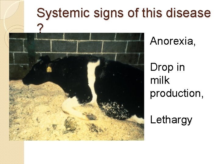 Systemic signs of this disease ? Anorexia, Drop in milk production, Lethargy 