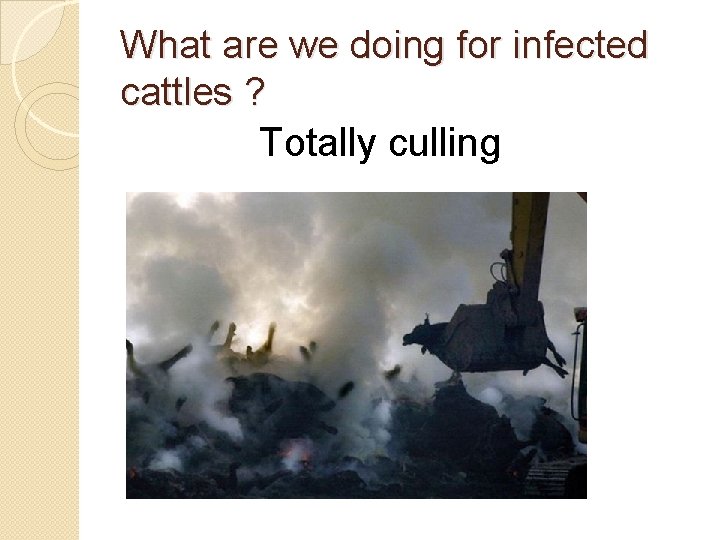 What are we doing for infected cattles ? Totally culling 