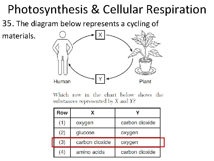 Photosynthesis & Cellular Respiration 35. The diagram below represents a cycling of materials. 