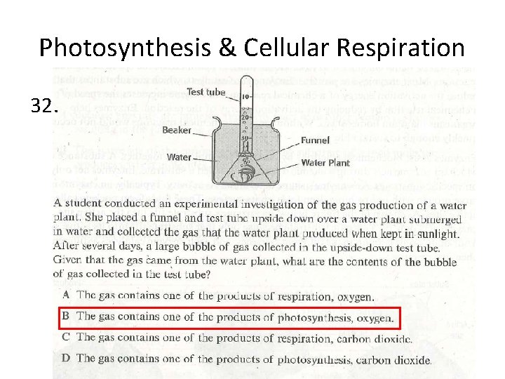 Photosynthesis & Cellular Respiration 32. 