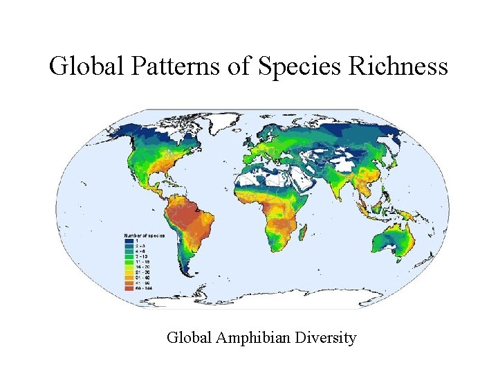 Global Patterns of Species Richness Global Amphibian Diversity 
