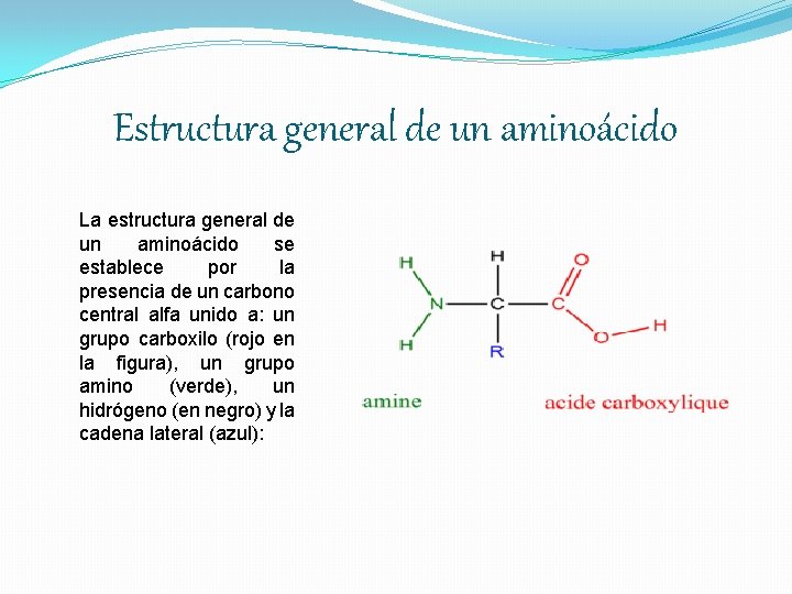 Estructura general de un aminoácido La estructura general de un aminoácido se establece por