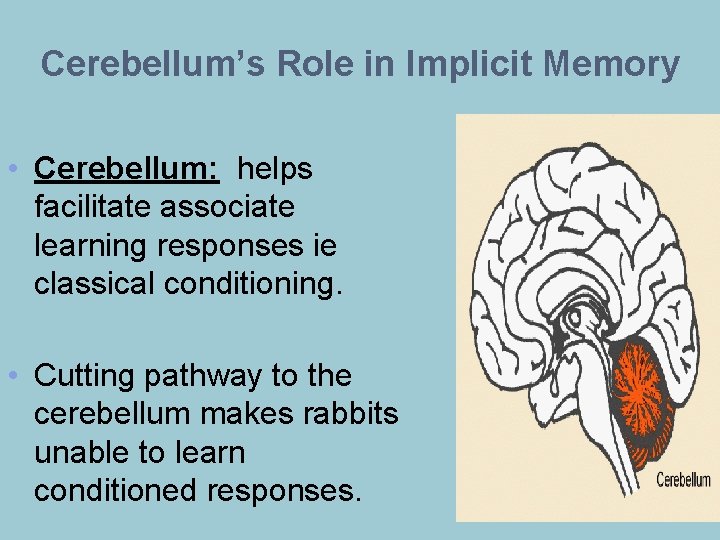 Cerebellum’s Role in Implicit Memory • Cerebellum: helps facilitate associate learning responses ie classical