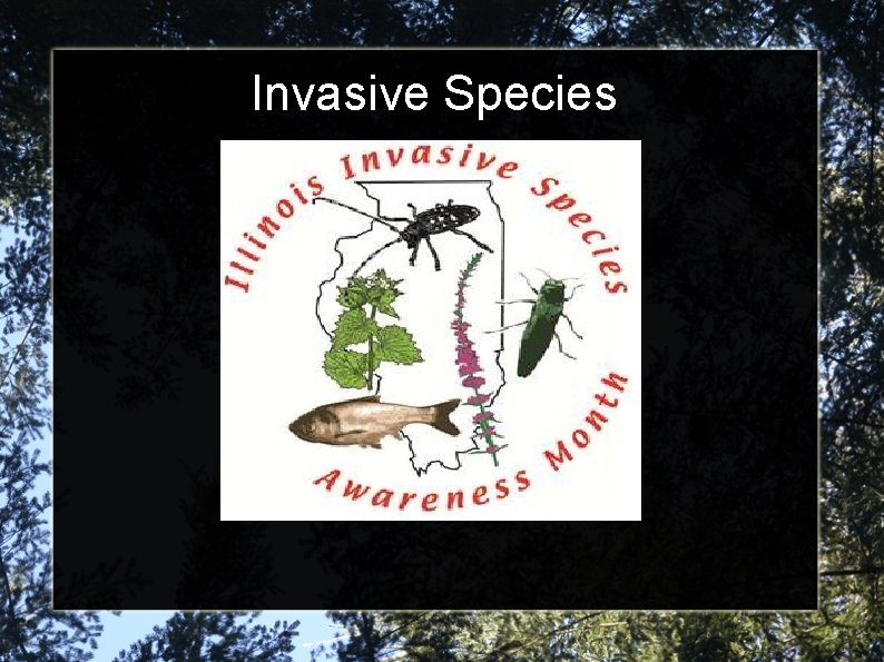 Invasive Species 