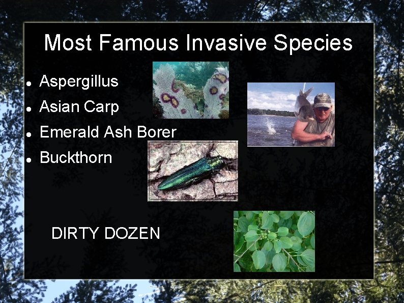Most Famous Invasive Species Aspergillus Asian Carp Emerald Ash Borer Buckthorn DIRTY DOZEN 