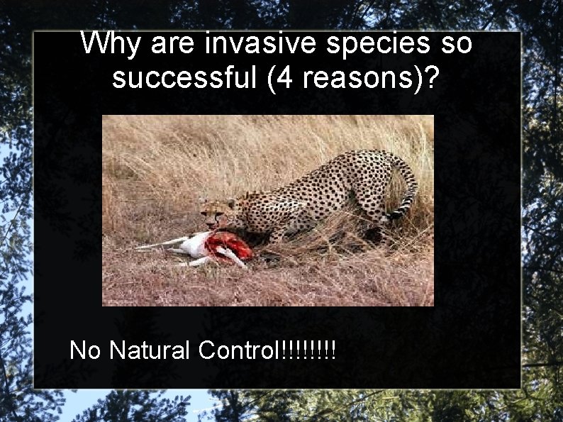 Why are invasive species so successful (4 reasons)? No Natural Control!!!! 