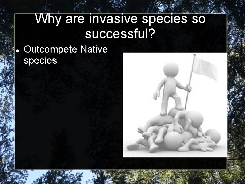 Why are invasive species so successful? Outcompete Native species 