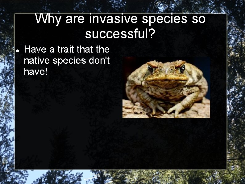 Why are invasive species so successful? Have a trait that the native species don't