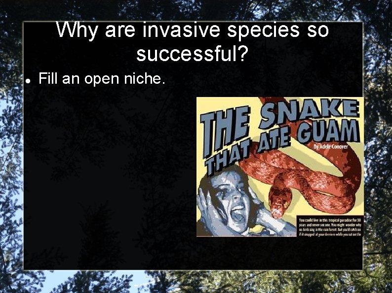 Why are invasive species so successful? Fill an open niche. 