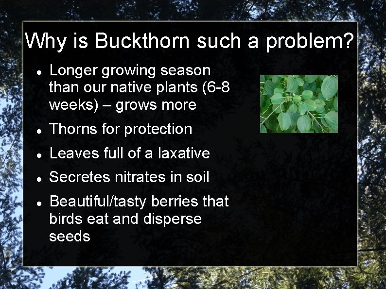 Why is Buckthorn such a problem? Longer growing season than our native plants (6