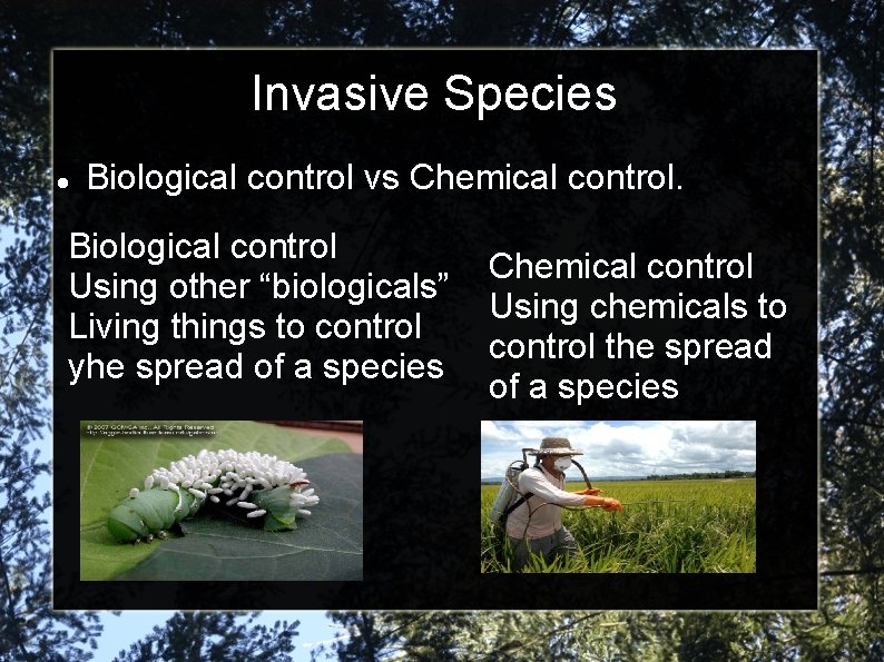 Invasive Species Biological control vs Chemical control. Biological control Using other “biologicals” Living things