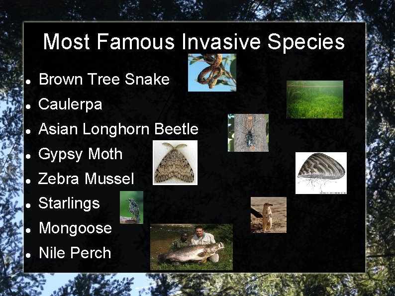 Most Famous Invasive Species Brown Tree Snake Caulerpa Asian Longhorn Beetle Gypsy Moth Zebra