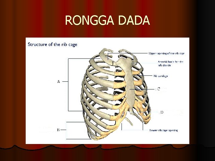 RONGGA DADA 