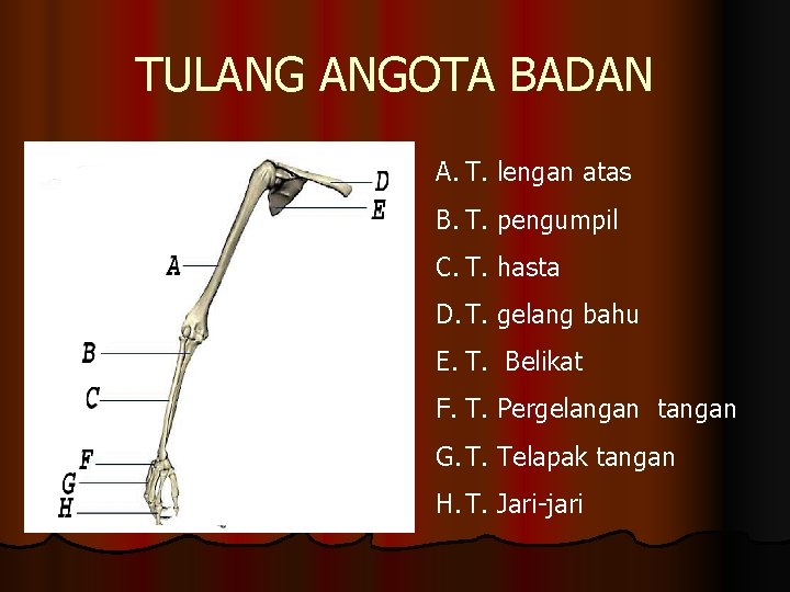 TULANG ANGOTA BADAN A. T. lengan atas B. T. pengumpil C. T. hasta D.