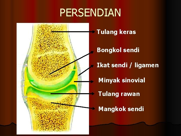 PERSENDIAN Tulang keras Bongkol sendi Ikat sendi / ligamen Minyak sinovial Tulang rawan Mangkok