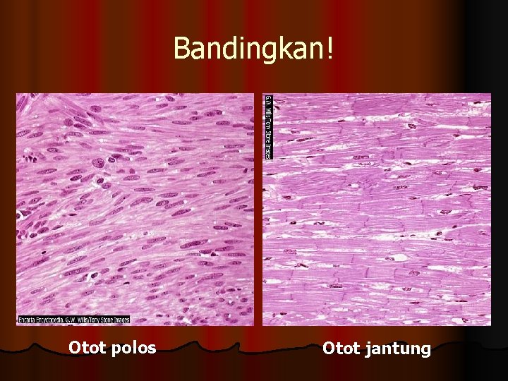 Bandingkan! Otot polos Otot jantung 