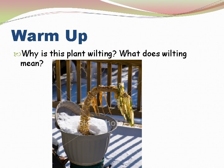 Warm Up Why is this plant wilting? What does wilting mean? 
