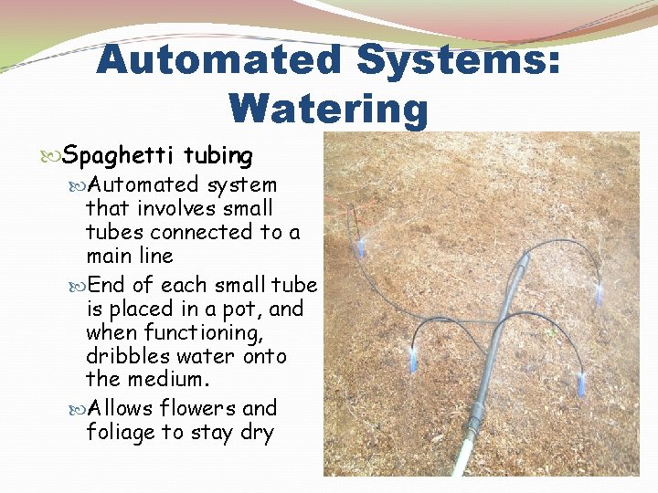 Automated Systems: Watering Spaghetti tubing Automated system that involves small tubes connected to a