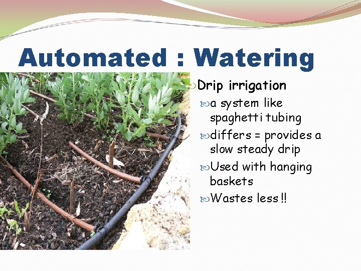 Automated : Watering Drip irrigation a system like spaghetti tubing differs = provides a