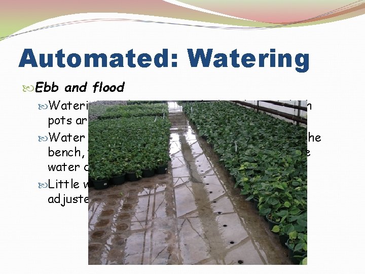 Automated: Watering Ebb and flood Watering involves watertight benches in which pots are set
