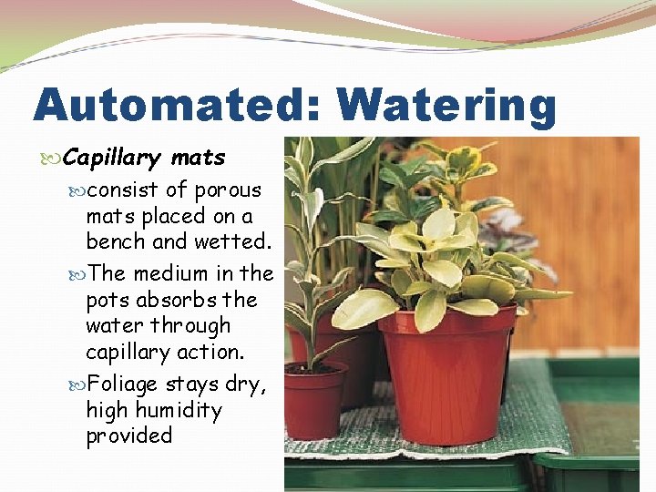 Automated: Watering Capillary mats consist of porous mats placed on a bench and wetted.