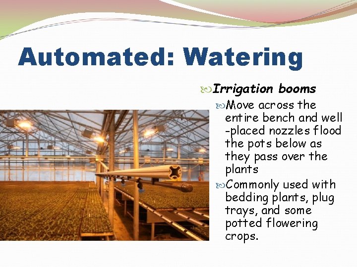 Automated: Watering Irrigation booms Move across the entire bench and well -placed nozzles flood