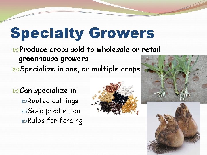 Specialty Growers Produce crops sold to wholesale or retail greenhouse growers Specialize in one,