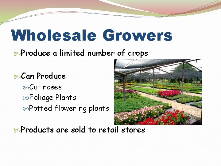 Wholesale Growers Produce a limited number of crops Can Produce Cut roses Foliage Plants