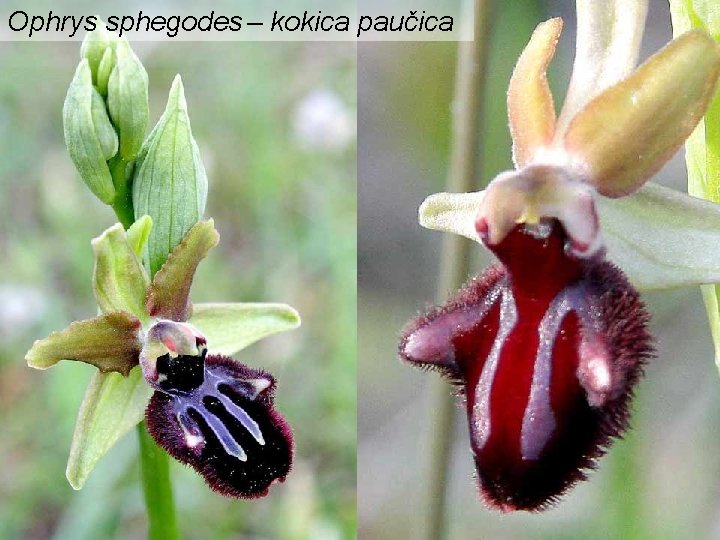 Ophrys sphegodes – kokica paučica 