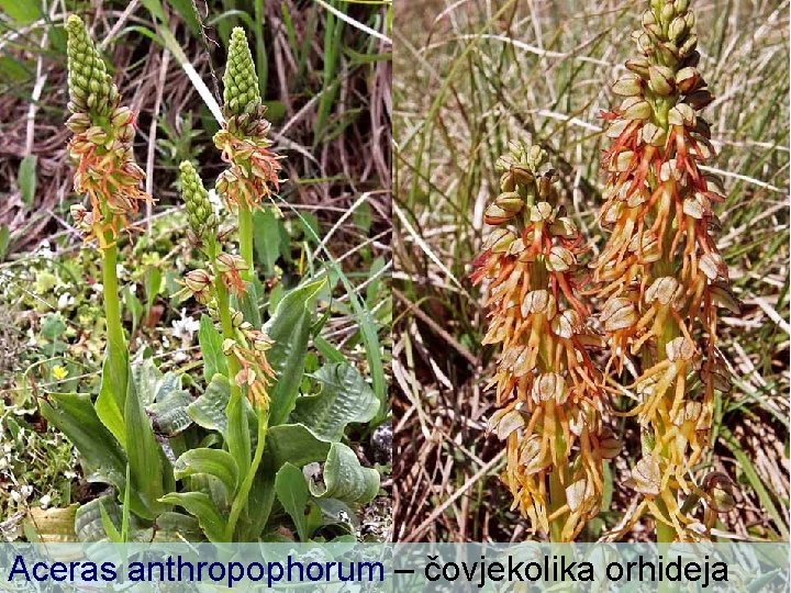 Aceras anthropophorum – čovjekolika orhideja 