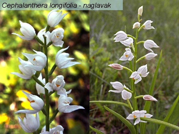 Cephalanthera longifolia - naglavak 