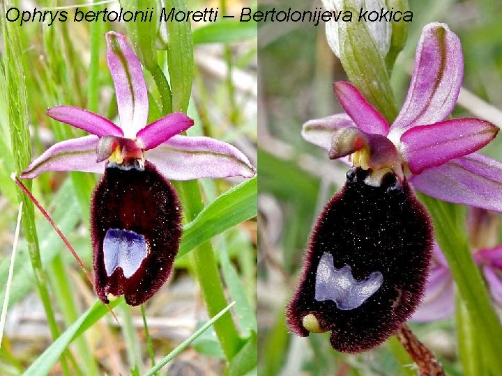 Ophrys bertolonii Moretti – Bertolonijeva kokica 