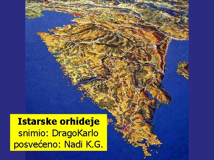 Istarske orhideje snimio: Drago. Karlo posvećeno: Nadi K. G. 