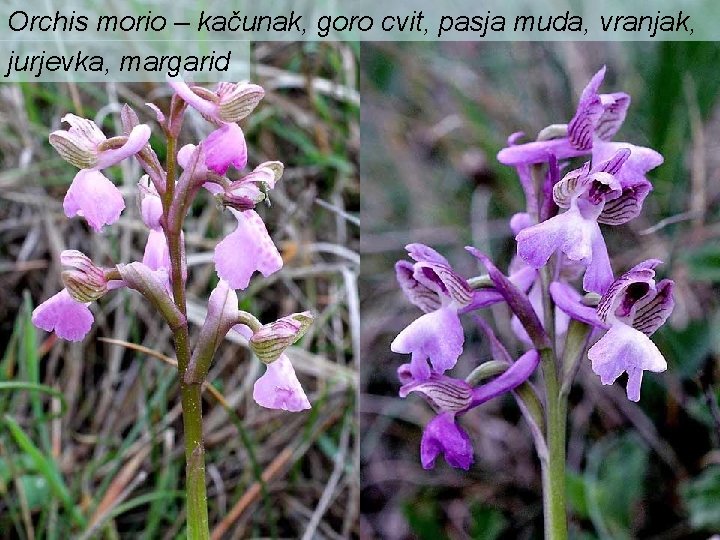 Orchis morio – kačunak, goro cvit, pasja muda, vranjak, jurjevka, margarid 