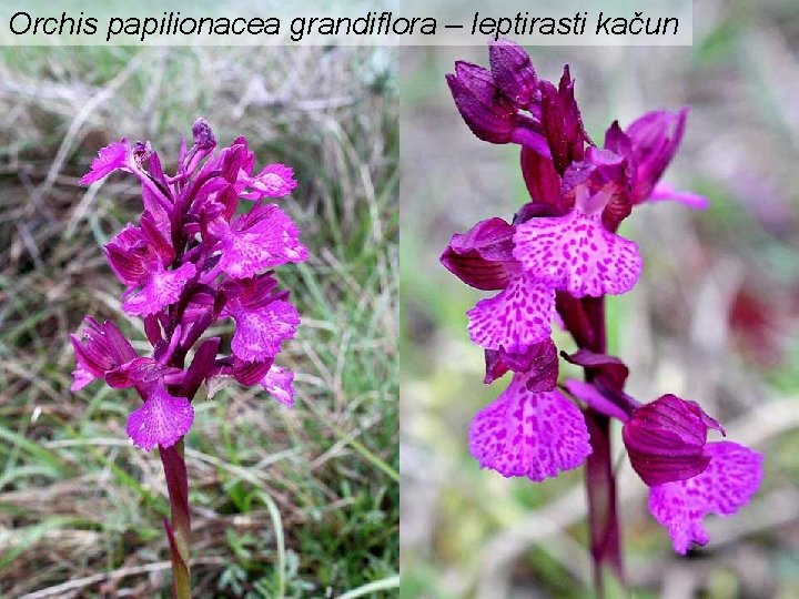 Orchis papilionacea grandiflora – leptirasti kačun 