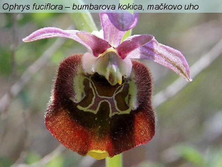 Ophrys fuciflora – bumbarova kokica, mačkovo uho 