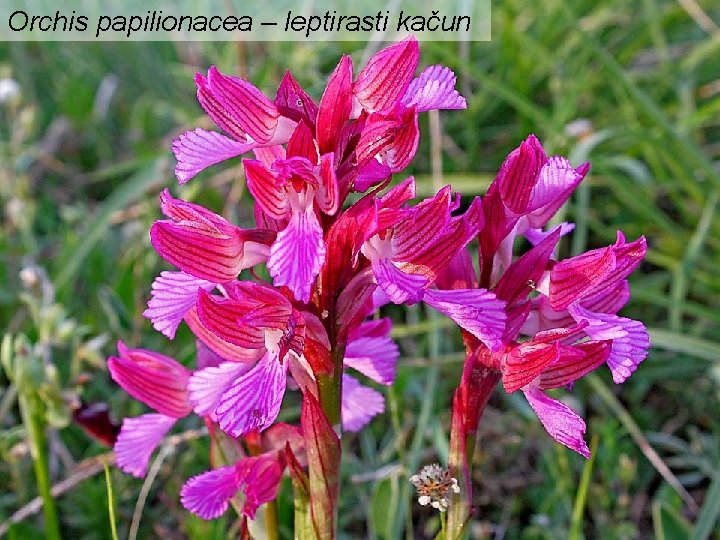 Orchis papilionacea – leptirasti kačun 