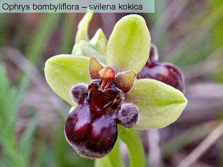 Ophrys bombyliflora – svilena kokica 