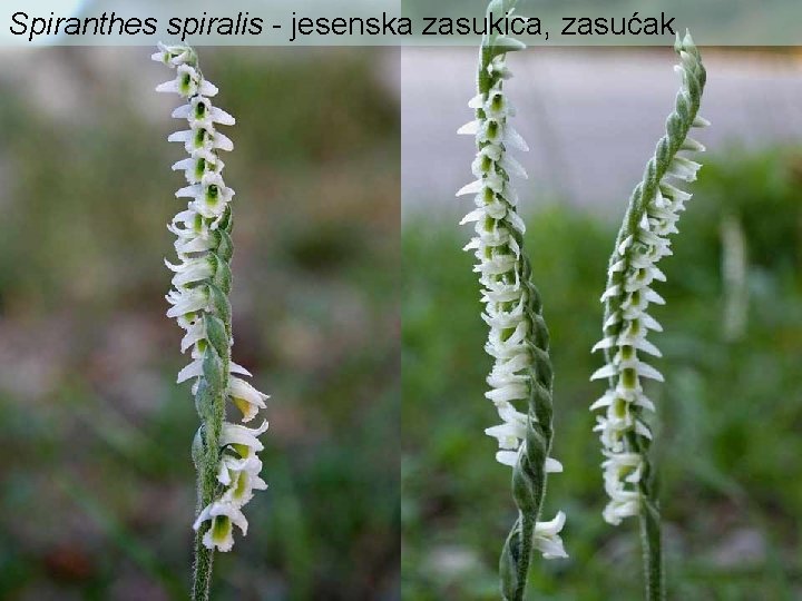 Spiranthes spiralis - jesenska zasukica, zasućak 