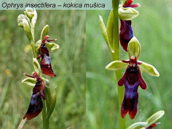 Ophrys insectifera – kokica mušica 